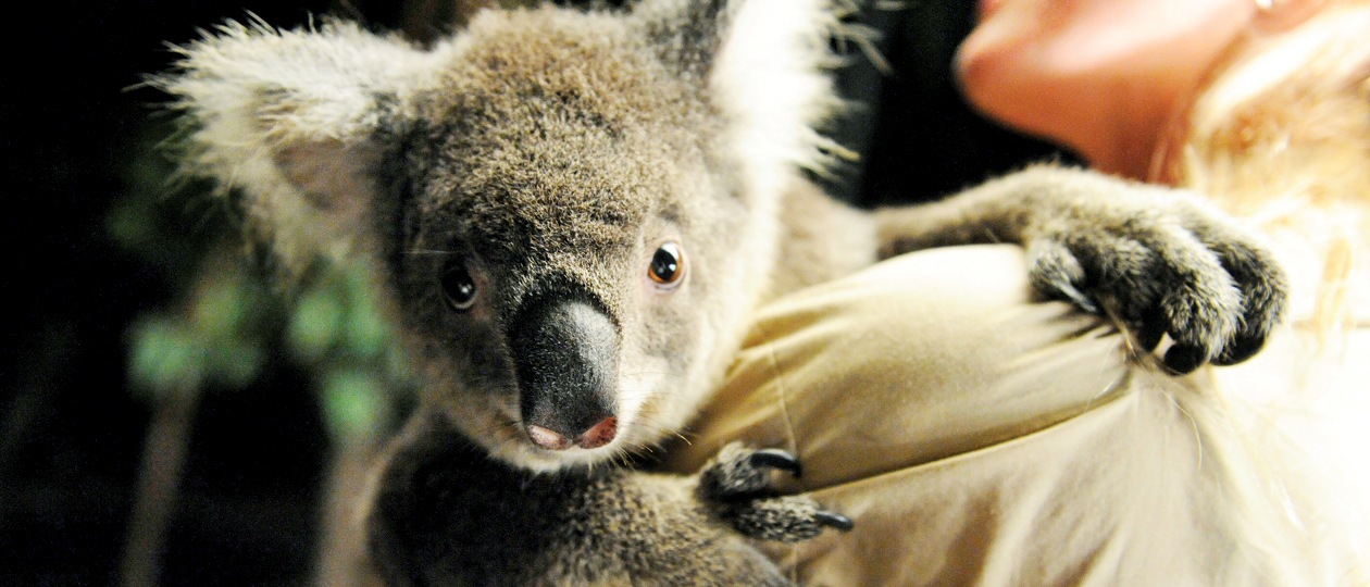 Australia Family Vacations | Adventures By Disney