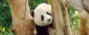 China Family Vacations | Guided Tours of China | Adventures By Disney - Itinerary: Day 5 China Family Vacations | Guided Tours of China | Adventures By Disney - Itinerary: Day 5