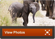 South Africa Safari and Tour Packages | Adventures By Disney