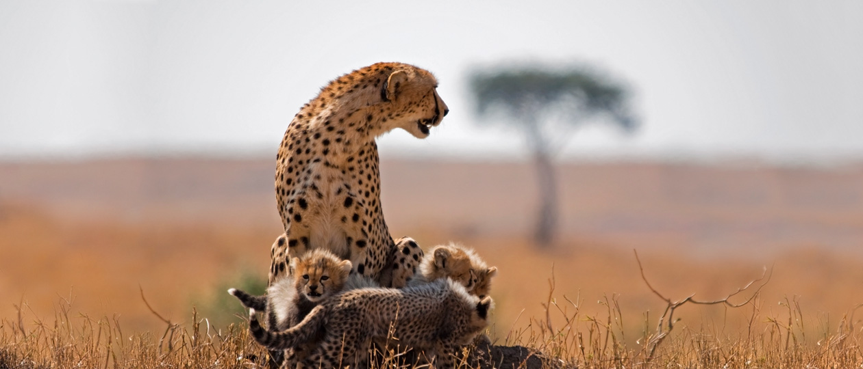 South Africa Safari and Tour Packages | Adventures By Disney