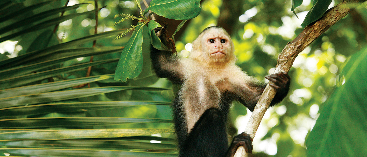 Costa Rica Family Vacations | Adventures By Disney