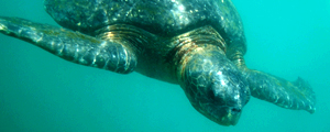 Ecuador and Galapagos Tours & Family Vacations | Adventures By Disney - Itinerary: Day 4 Ecuador and Galapagos Tours & Family Vacations | Adventures By Disney - Itinerary: Day 4