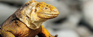 Ecuador & Galapagos Family Vacations | Adventures By Disney - Itinerary: Day 4 Ecuador & Galapagos Family Vacations | Adventures By Disney - Itinerary: Day 4