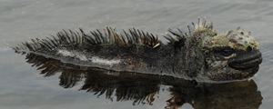 Galapagos Family Vacation | Adventures by Disney - Itinerary: Day 4 Galapagos Family Vacation | Adventures by Disney - Itinerary: Day 4