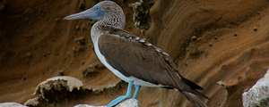 Galapagos Family Vacation | Adventures by Disney - Itinerary: Day 5 Galapagos Family Vacation | Adventures by Disney - Itinerary: Day 5