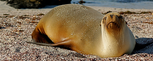 Galapagos Family Vacation | Adventures by Disney - Itinerary: Day 8 Galapagos Family Vacation | Adventures by Disney - Itinerary: Day 8