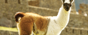 Peru Family Vacation and Machu Picchu Tour | Adventures By Disney - Itinerary: Day 6 Peru Family Vacation and Machu Picchu Tour | Adventures By Disney - Itinerary: Day 6