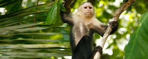 Western Costa Rica Family Vacations | Adventures By Disney - Itinerary: Day 5 Western Costa Rica Family Vacations | Adventures By Disney - Itinerary: Day 5