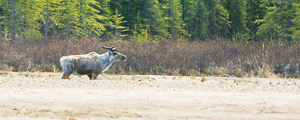 Alaska Family Vacations | Adventures By Disney - Itinerary: Day 1 Alaska Family Vacations | Adventures By Disney - Itinerary: Day 1