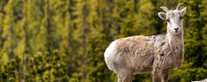 Montana and Alberta Family Vacations | Adventures By Disney - Itinerary: Day 3 Montana and Alberta Family Vacations | Adventures By Disney - Itinerary: Day 3