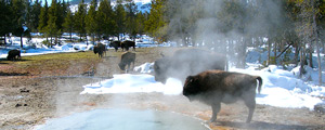 Jackson Hole and Yellowstone Winter Tours | Adventures By Disney - Itinerary: Day 4 Jackson Hole and Yellowstone Winter Tours | Adventures By Disney - Itinerary: Day 4