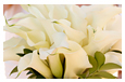 Calla Lily Bouquet