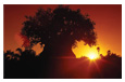 Disney's Animal Kingdom® Park