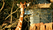 Disney's Animal Kingdom Lodge