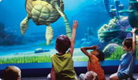 Turtle Talk with Crush