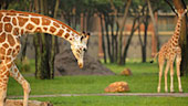 wdw-dak-villa-jambo-house-recreation-animal-programs-170x96.jpg