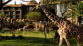 wdw-dak-jambo-house-villa-overview-animal-encounters-170x96.jpg