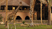 wdw-dak-kidani-villas-overview-animal-encounters-170x96.jpg
