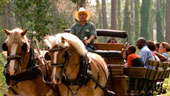 Wagon_Rides.jpg