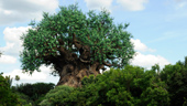The Tree of Life