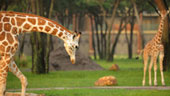 Kidani_Animal_programs.jpg