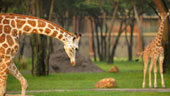 Programas con Animales