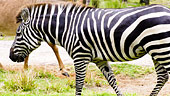 wdw-dak-lodge-villa-overview-animal-encounters-170x96.jpg